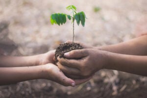 Giornata degli alberi