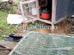 Serramezzana: cani randagi assaltano un pollaio, tre galline sbranate