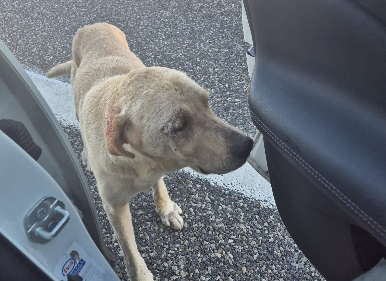 Labrador A2