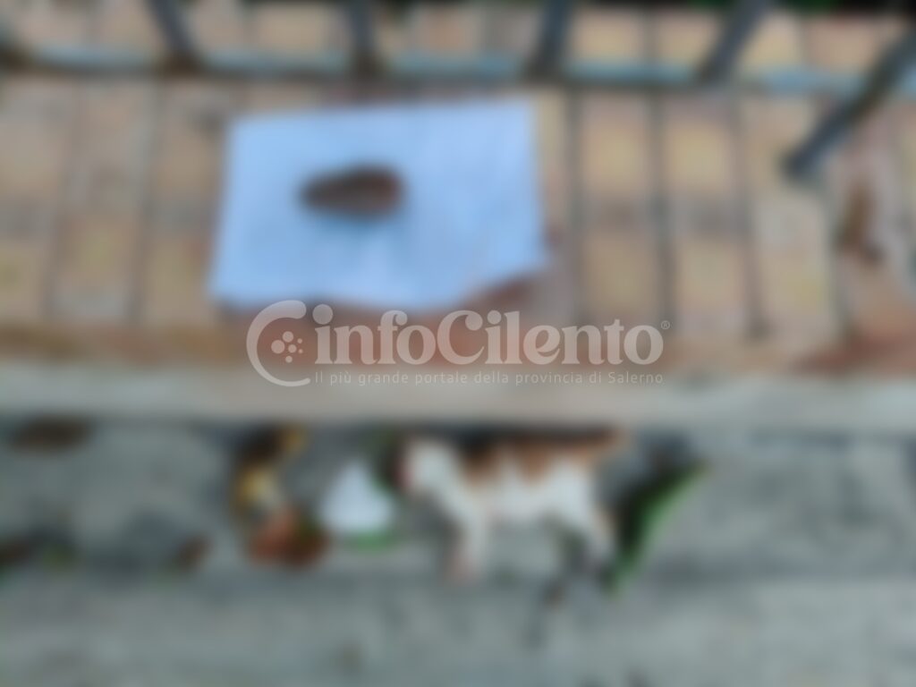 Gatto morto Licinella