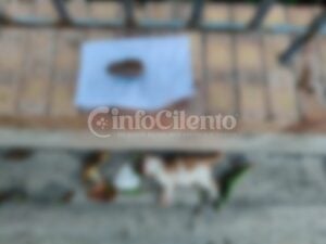 Gatto morto Licinella