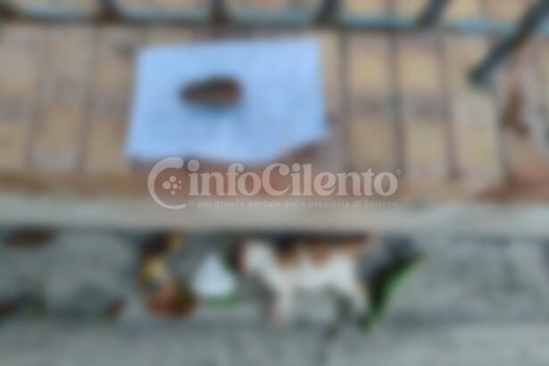 Gatto morto Licinella