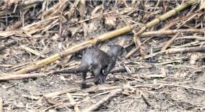 Lontra fiume Testene