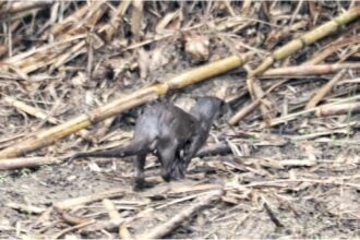 Lontra fiume Testene