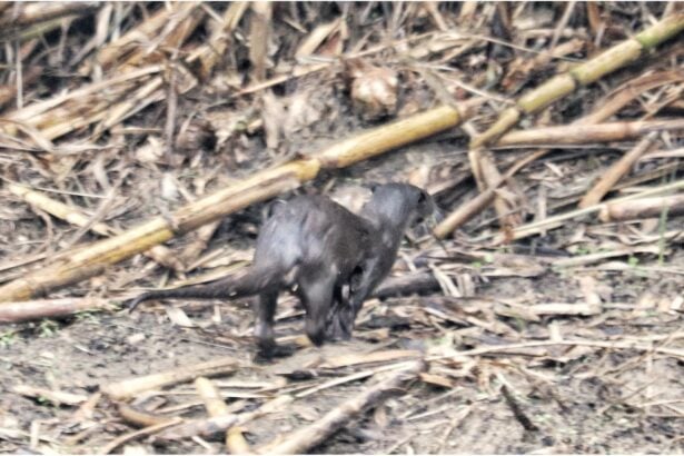 Lontra fiume Testene