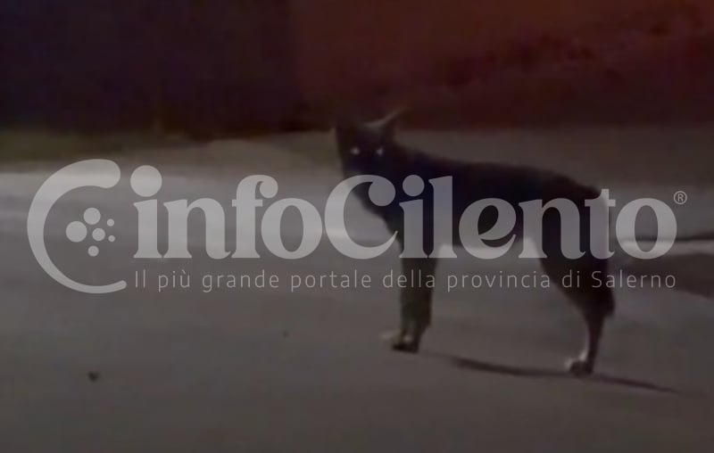 Lupi