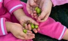 Olive Monteforte Cilento