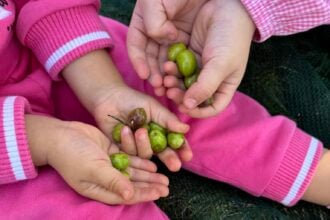 Olive Monteforte Cilento