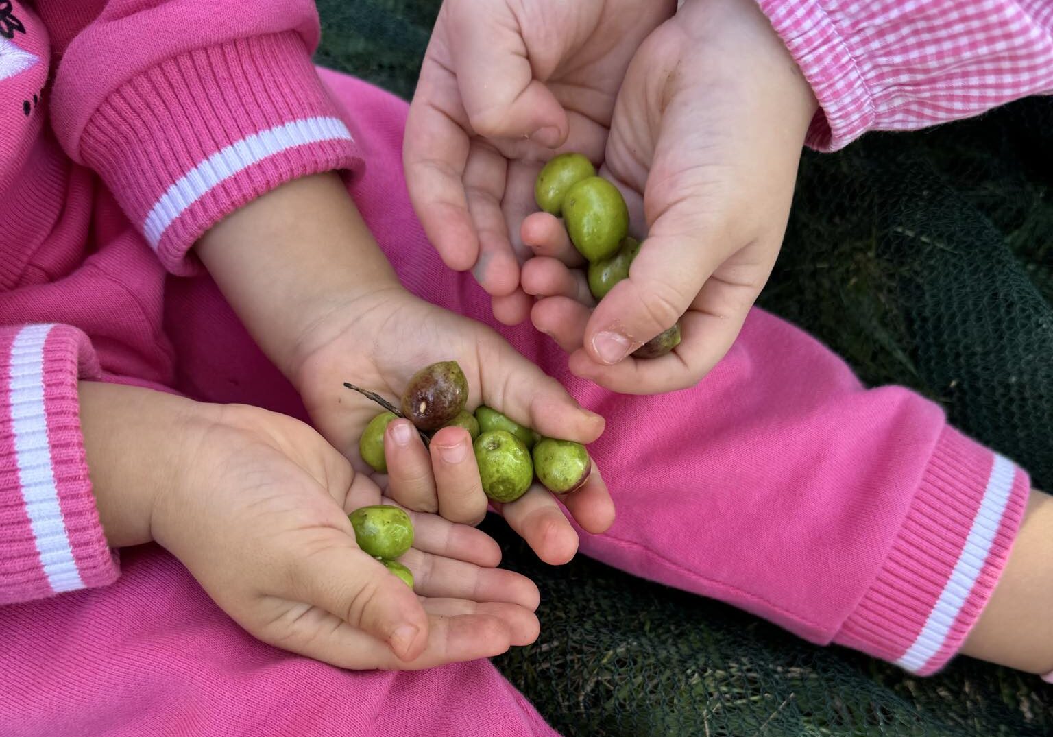 Olive Monteforte Cilento