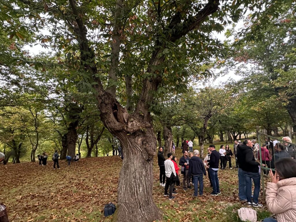 Passeggiata tra le castagne