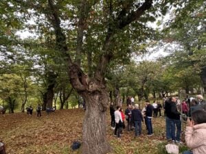 Passeggiata tra le castagne