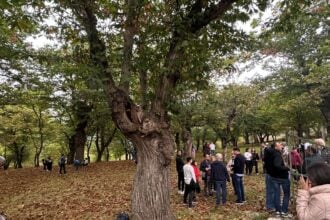 Passeggiata tra le castagne