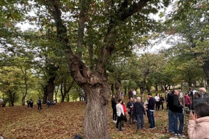 Passeggiata tra le castagne
