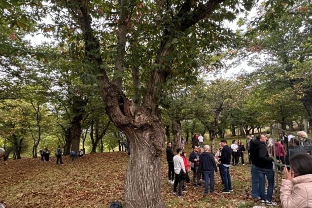 Passeggiata tra le castagne