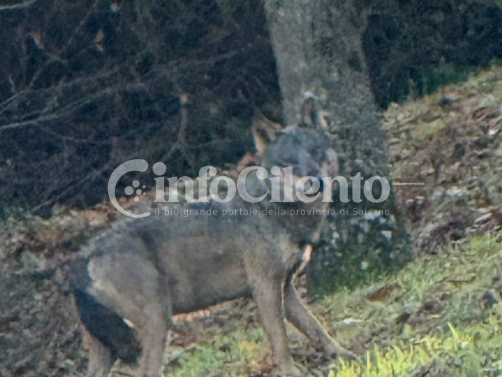 Stio lupo