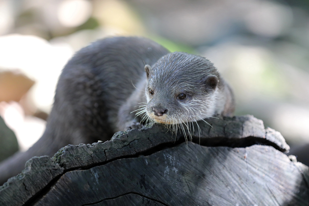 Lontra