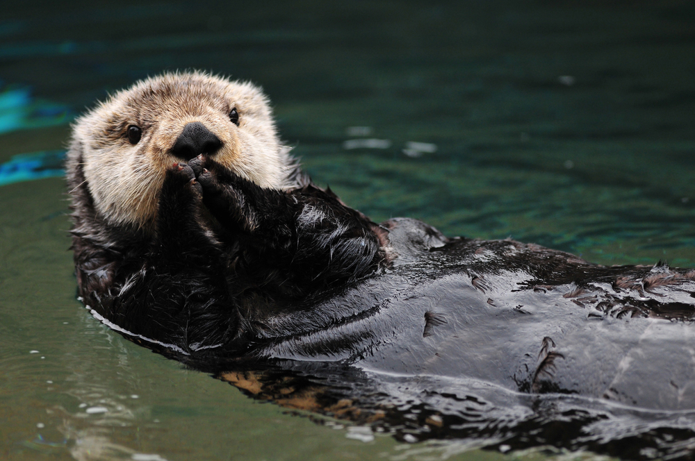 Lontra