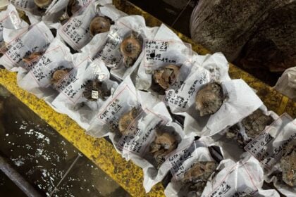 Scavi Grotte Pertosa - Auletta