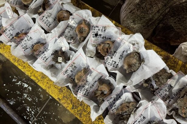 Scavi Grotte Pertosa - Auletta