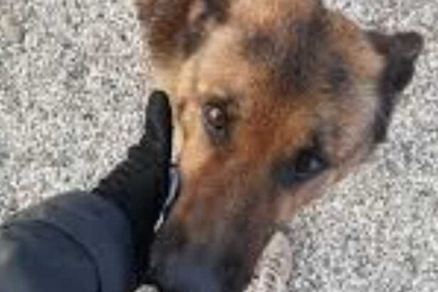 Cane, pastore tedesco