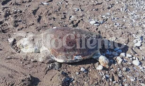 Caretta caretta