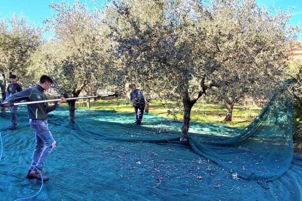 Sala Consilina, studenti raccolta olive