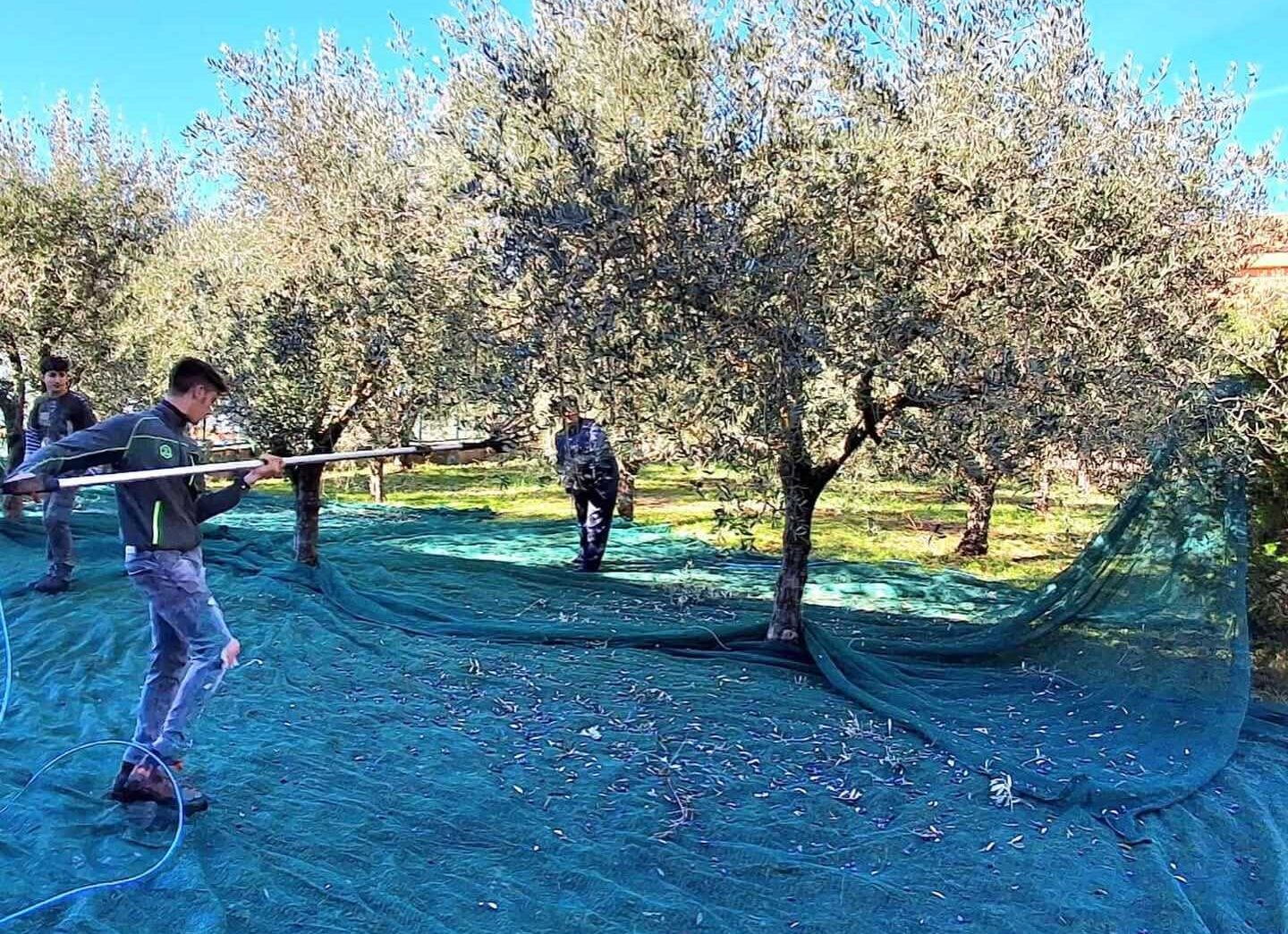 Sala Consilina, studenti raccolta olive