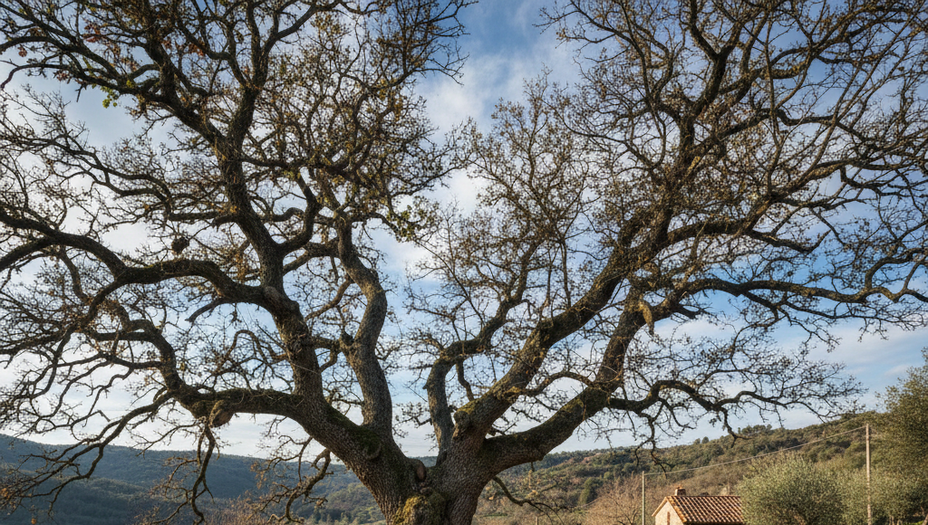 Albero Monumentale
