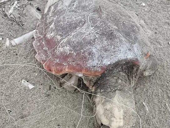 Caretta Caretta Agropoli