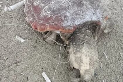 Caretta Caretta Agropoli