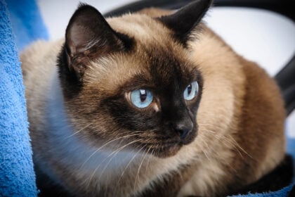 Gatto Siamese
