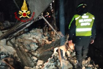 Vigili del Fuoco cinofili