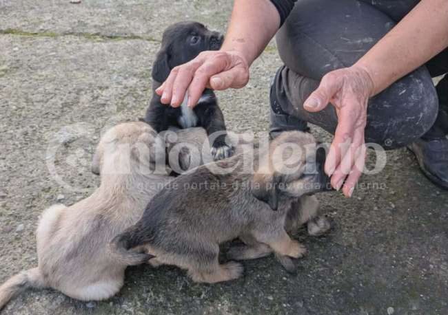 Ascea, cuccioli