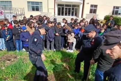 Auletta, albero Falcone