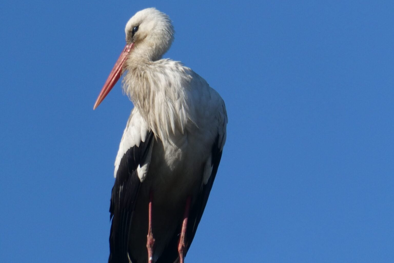 Cicogna