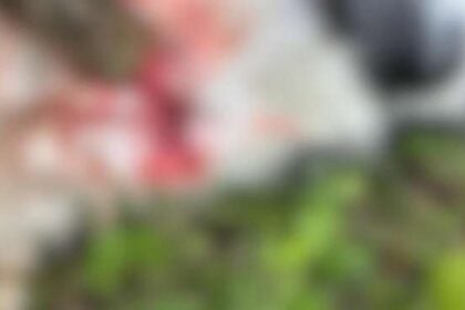 Agropoli, gattino ucciso