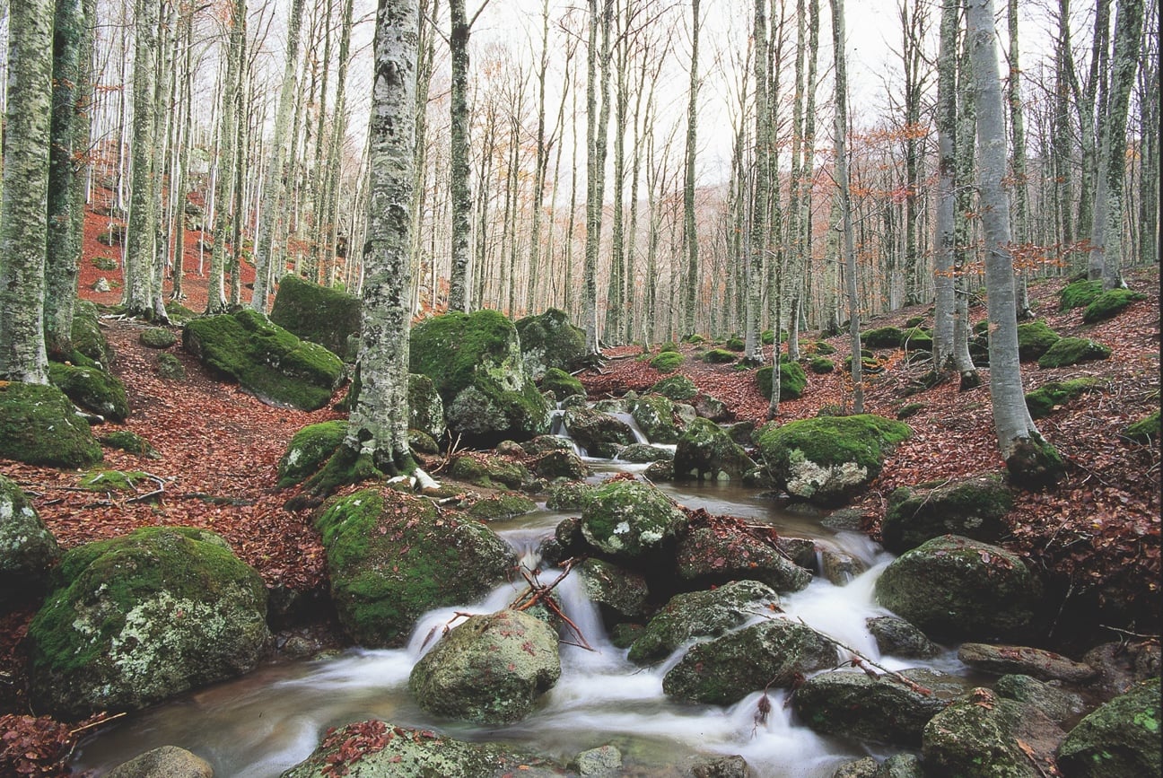 Foresta