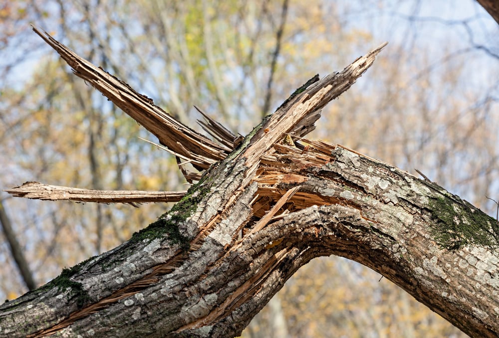 Albero caduto