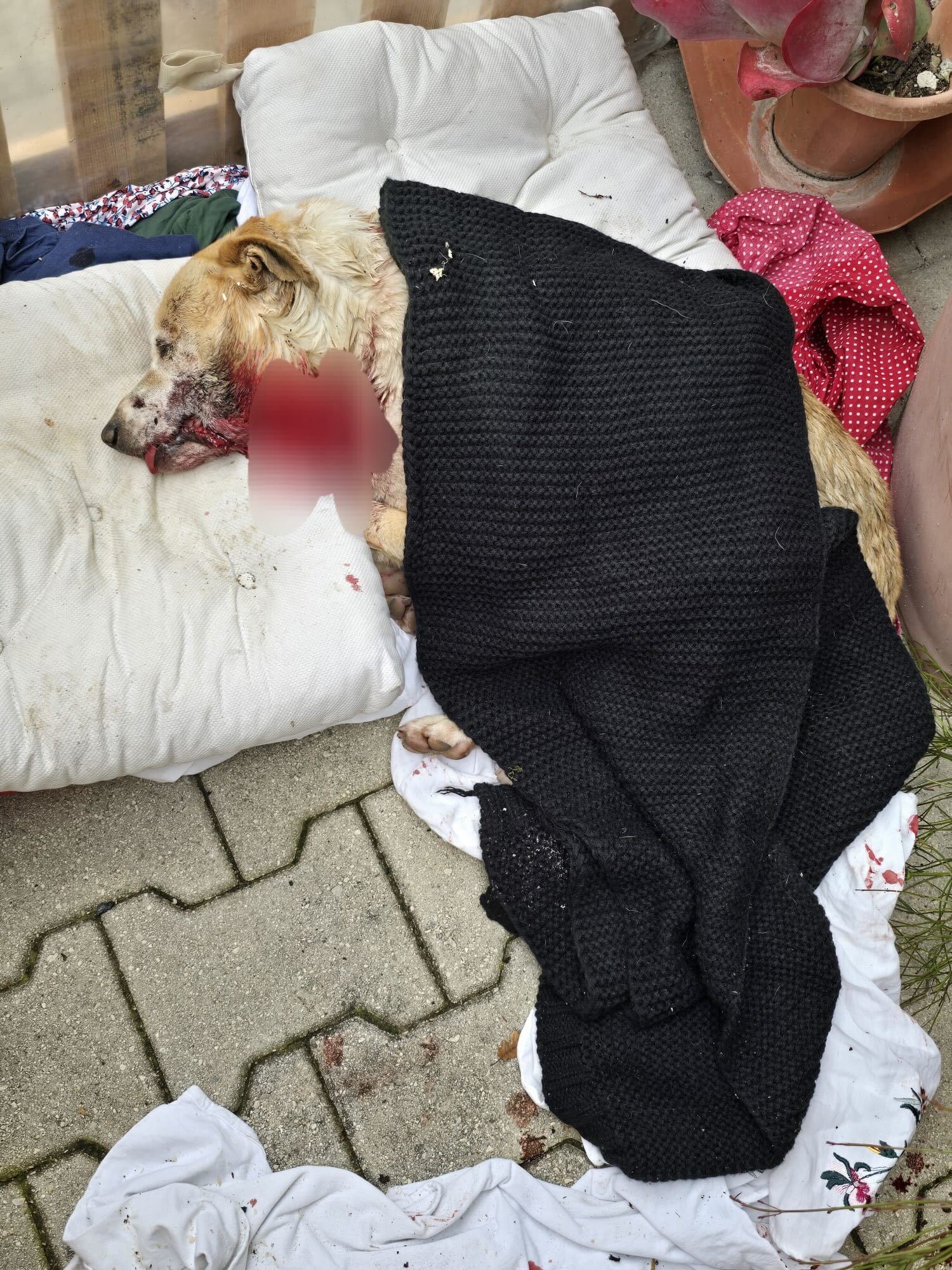 Cane aggredito Agropoli