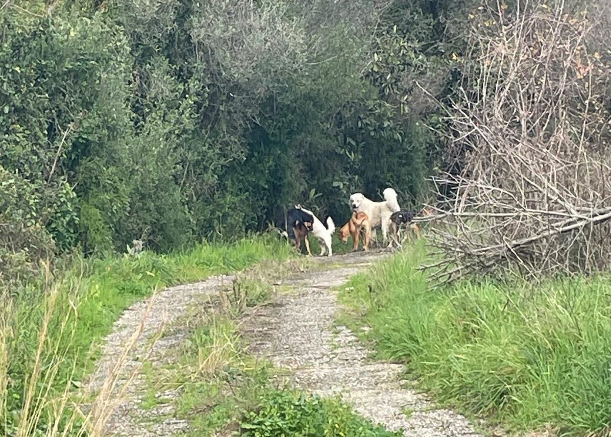 Randagi Agropoli