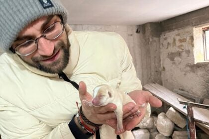 Sicignano cani randagi