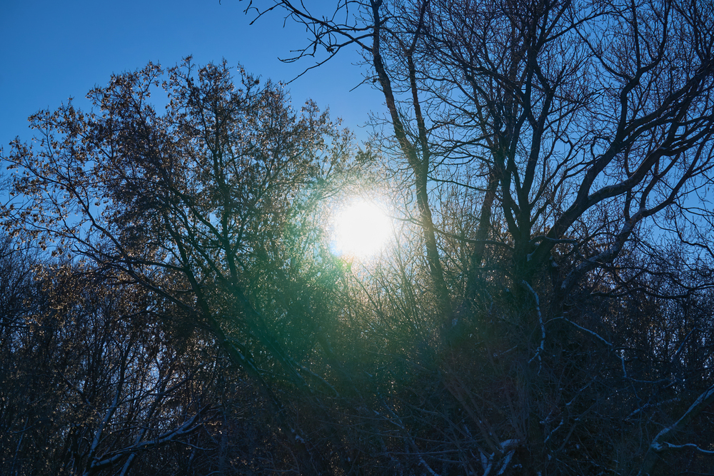 Sole in Inverno