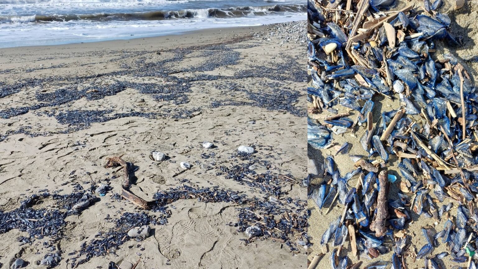 Velella Velella