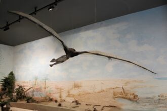 Museo Paleontologico