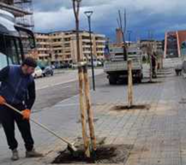 Alberi Battipaglia