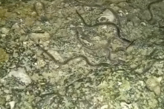 Angiulla nel fiume Testene