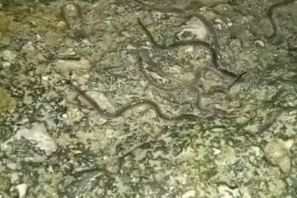 Angiulla nel fiume Testene