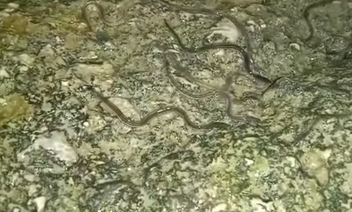 Angiulla nel fiume Testene