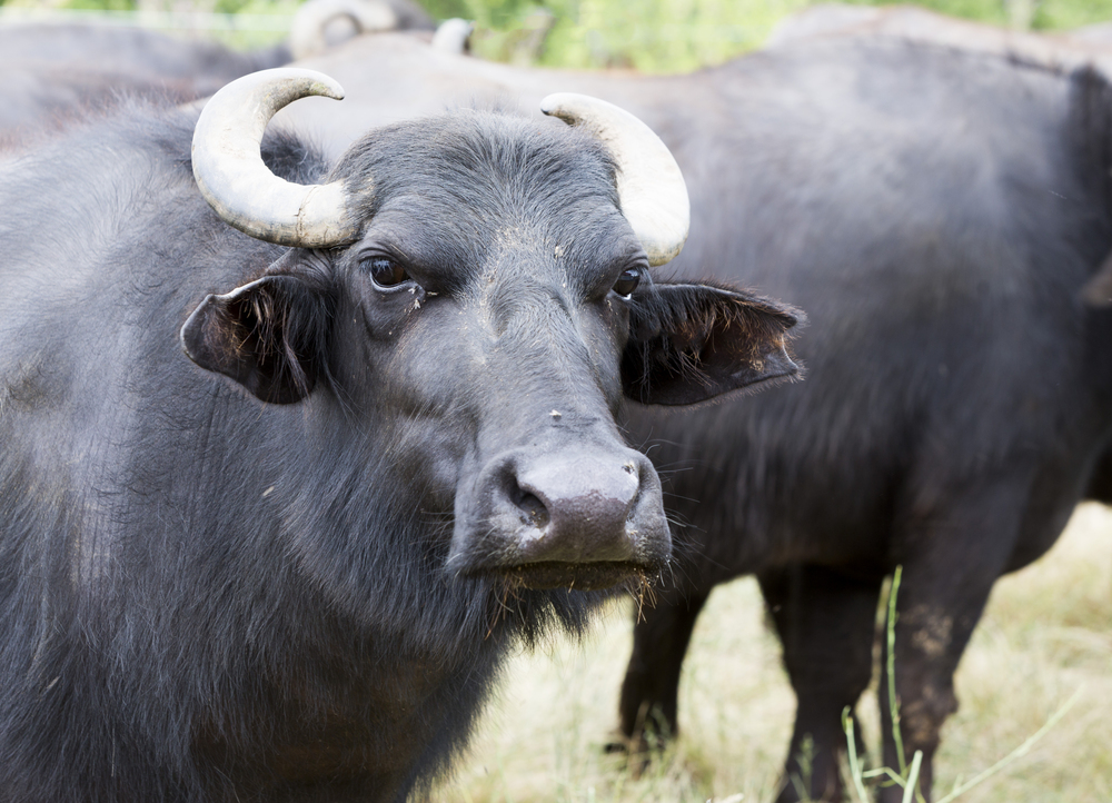 Bufalo