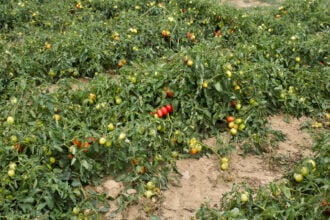 Campi pomodori